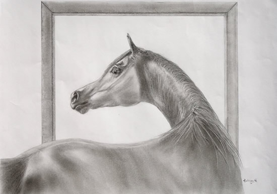 Pencil Drawing by Kathryn